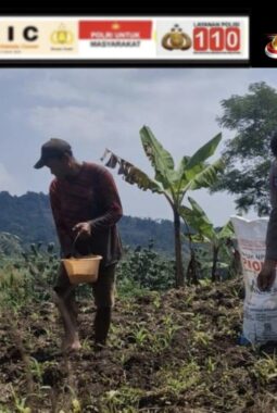 Dukung Ketahanan Pangan, Satlantas Polres Kuningan Dampingi Petani Desa Cibulan Rawat Tanaman Jagung