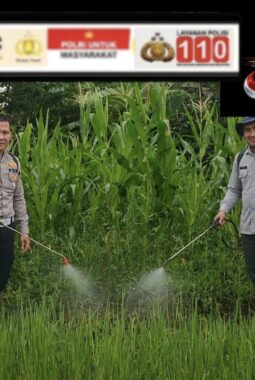 Sinergi Satlantas Bersama Petani dan Dinas Pertanian Rawat Tanaman Jagung